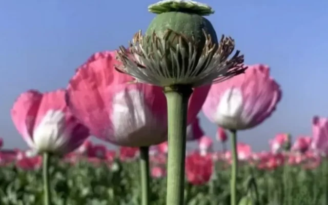 ویدیو | شقایق به جای خشخاش می‌نشیند