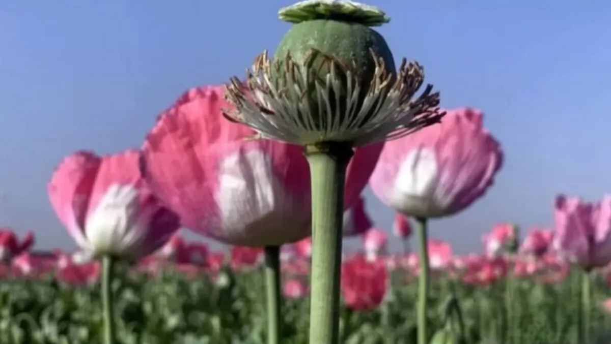 ویدیو | شقایق به جای خشخاش می‌نشیند