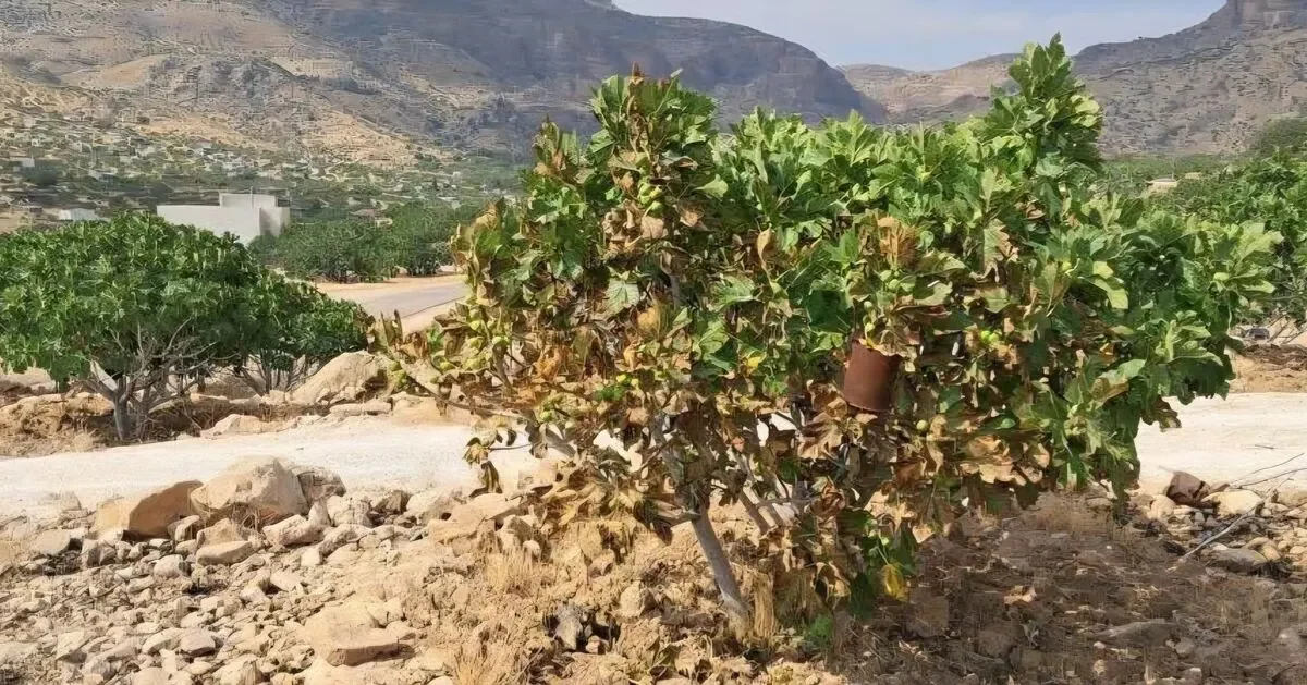 آتش‌سوزی در انجیرستان نی‌ریز؛ هشدار فصل گرما و نیاز به بازنگری در شیوه‌های کشاورزی