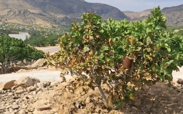 آتش‌سوزی در انجیرستان نی‌ریز؛ هشدار فصل گرما و نیاز به بازنگری در شیوه‌های کشاورزی